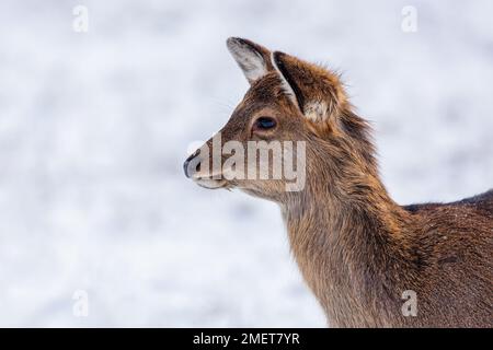 Portrait d'un jeune cerf de sika brun mignon avec les yeux noirs le jour d'hiver. Neige blanche en arrière-plan. Banque D'Images