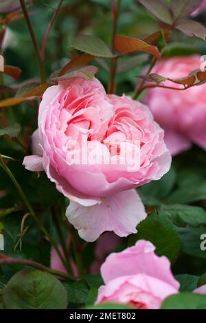 Rosa 'Brother Cadfael' (Rosa 'Ausglobe') Banque D'Images