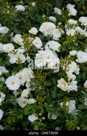 Rosa Flower Carpet White ('Noaschnee') Banque D'Images