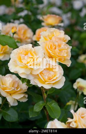 Rosa la poésie en mouvement ('Harelan') Banque D'Images