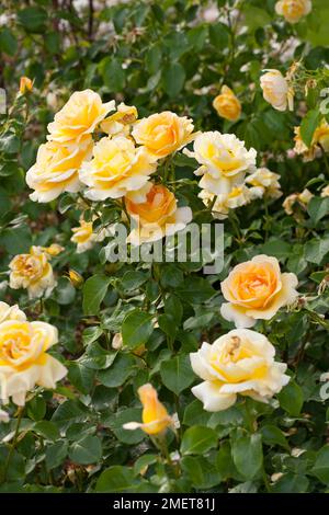 Rosa la poésie en mouvement ('Harelan') Banque D'Images