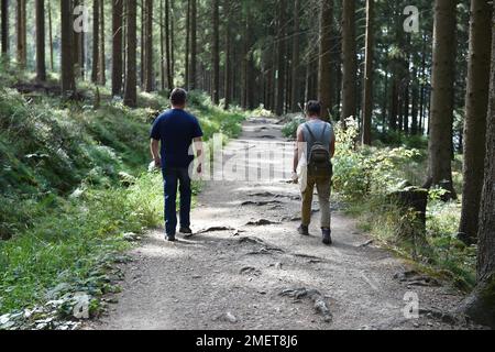 Femme et homme randonnée dans la forêt Darss, Mechlenburg-Poméranie occidentale, Allemagne Banque D'Images