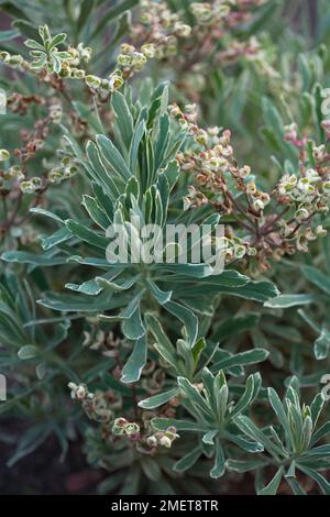 Euphorbia chacias Silver Swan 'Wilcott' Banque D'Images