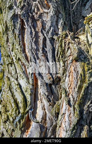 Écorce, robinia commune (Robinia pseudoacacia), Allgaeu, Bavière, Allemagne Banque D'Images