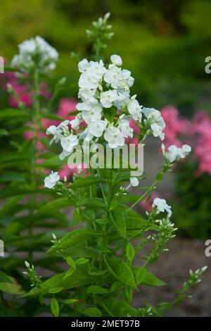 Phlox paniculata 'David' Banque D'Images