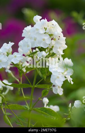 Phlox paniculata 'David' Banque D'Images