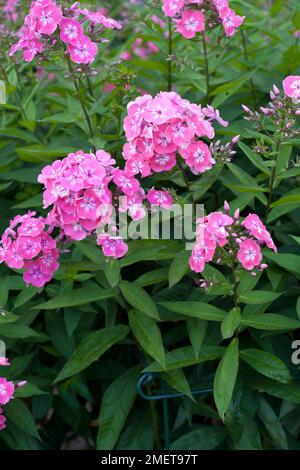 Phlox paniculata 'Eva Foerster' Banque D'Images