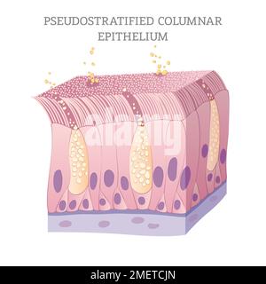 Illustration de l'épithélium Columnar pseudo-stratifié Banque D'Images