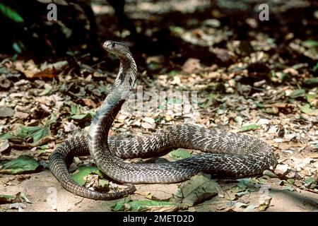 Serpent, cobra indienne cobra indienne spectaculaire (Naja naja), captive, le Madras Crocodile Bank Trust et le Centre d'Herpétologie près de Chennai, Tamil Banque D'Images