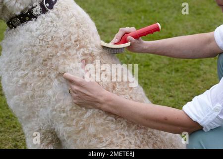 Labradoodle : être toilettés par propriétaire dans jardin Banque D'Images