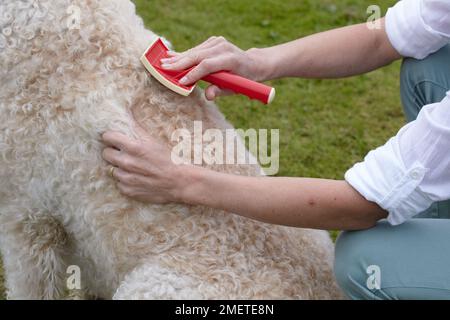 Labradoodle : être toilettés par propriétaire dans jardin Banque D'Images