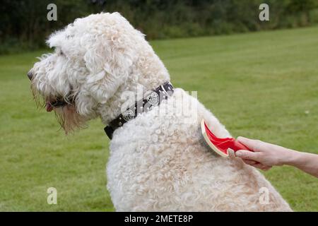 Labradoodle : être toilettés par propriétaire dans jardin Banque D'Images