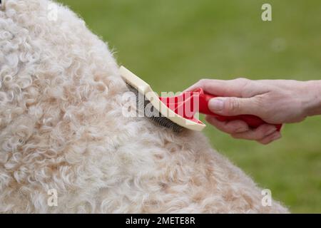 Labradoodle : être toilettés par propriétaire dans jardin Banque D'Images