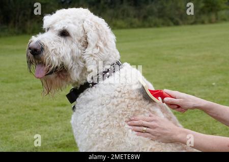 Labradoodle : être toilettés par propriétaire dans jardin Banque D'Images