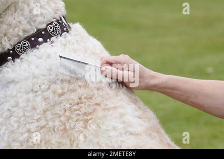 Labradoodle : être toilettés par propriétaire dans jardin Banque D'Images