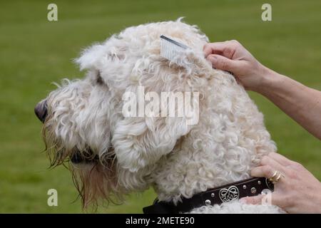 Labradoodle : être toilettés par propriétaire dans jardin Banque D'Images