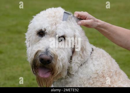 Labradoodle : être toilettés par propriétaire dans jardin Banque D'Images