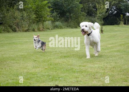 Jack Russell et Labradoodle âgés jouant dans le jardin Banque D'Images