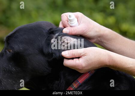 Vérifier la santé du chien : Propriétaire application Ear drops au Labrador Banque D'Images