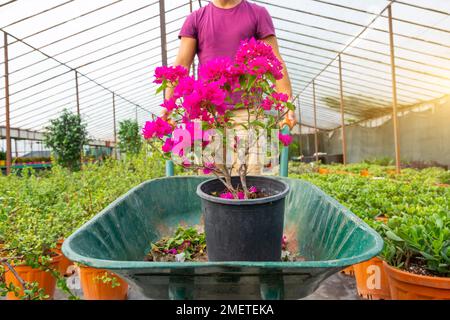 Un jardinier mâle en short transporte un buisson rose lilas en fleurs de bougainvilliers dans la serre. Soin et culture des plantes à l'échelle industrielle Banque D'Images