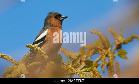 Printemps en Crète, chaffinch (chaffinch), assis sur la branche, l'ouest de la Crète, île de Crète, Grèce Banque D'Images