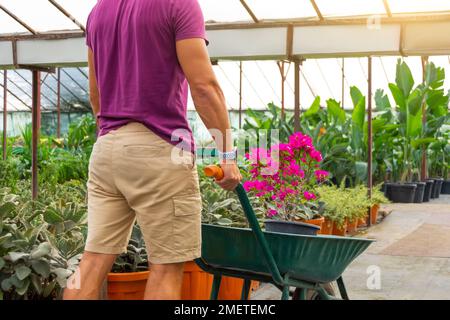 Un jardinier masculin en short transporte un buisson de bougainvilliers fleuri dans une serre. Soin et culture des plantes à l'échelle industrielle Banque D'Images