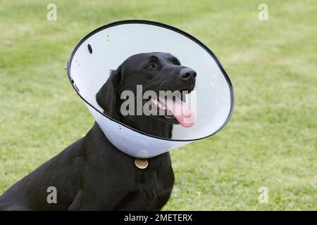 Labrador portant un collier élisabéthain Banque D'Images