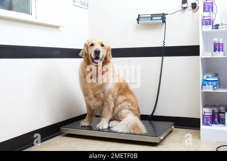 Le Golden Retriever est pesé chez le vétérinaire Banque D'Images