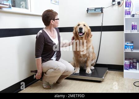 Golden Retriever pesé à la chirurgie vétérinaire Banque D'Images