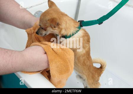 Chihuahua étant baigné dans un salon de toilettage. Banque D'Images