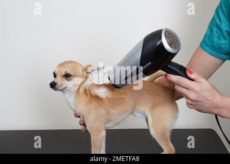 Chihuahua être séché après le bain dans le salon de toilettage. Banque D'Images