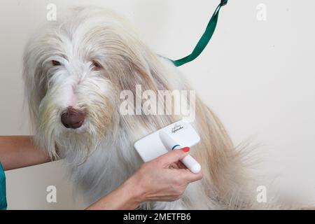 Bearded collie, souffler ou séchage à l'aide de couche de brossage brosse slicker en salon de toilettage Banque D'Images