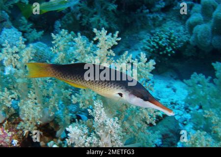 Wrasse d'oiseau bleu (Gomphosus caeruleus), femelle. Site de plongée Elphinstone Reef, Egypte, Mer Rouge Banque D'Images