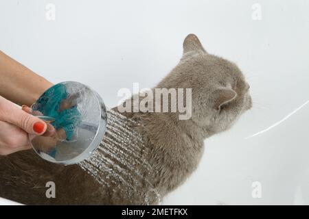 British Shorthair bleu : séquence de baignade Banque D'Images