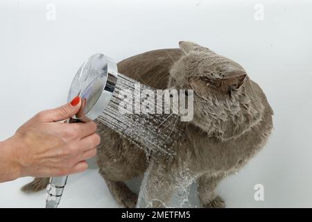 British Shorthair bleu : séquence de baignade Banque D'Images