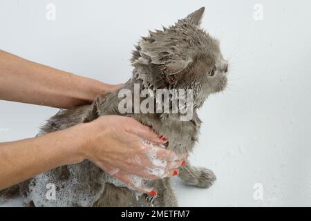 British Shorthair bleu : séquence de baignade Banque D'Images