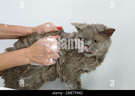 British Shorthair bleu : séquence de baignade Banque D'Images