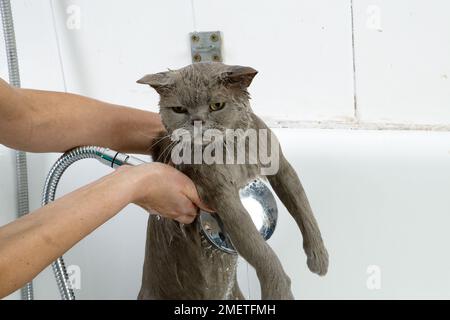 British Shorthair bleu : séquence de baignade Banque D'Images