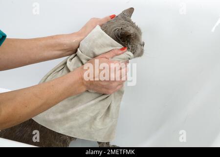 British Shorthair bleu : être séché après bain Banque D'Images