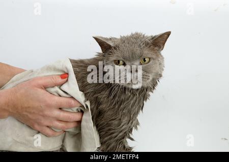 British Shorthair bleu : être séché après bain Banque D'Images