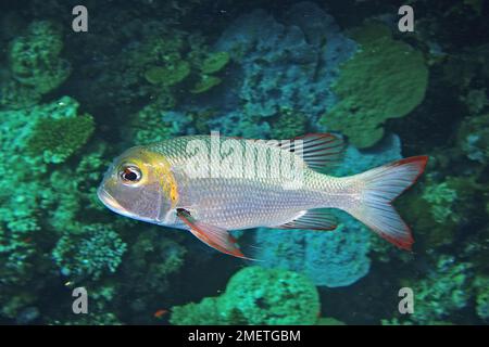 La dorade à gros yeux (Monotaxis granoculis) dans le récif. Site de plongée Daedalus Reef, Egypte, Mer Rouge Banque D'Images