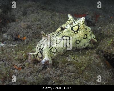 Escargot de mer lièvre d'eau tacheté (Aplysia dactylomela) la nuit. Site de plongée El Cabron Marine Reserve, Arinaga, Gran Canaria, Espagne, Océan Atlantique Banque D'Images