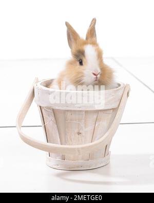 Lapin assis dans un seau en bois Banque D'Images