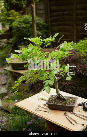 Arbre bonsaï à feuilles caduques et équipement d'élagage, pinces Banque D'Images