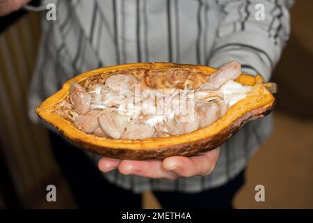 Une personne détient un demi-fruit de cacao (Theobroma cacao L.) avec des graines, des fèves de cacao, dans sa main, la photographie alimentaire Banque D'Images