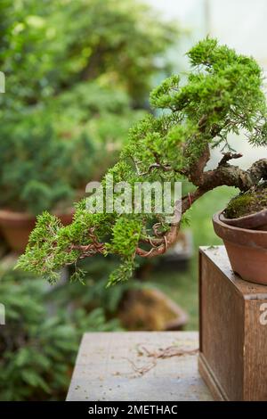 Juniper chinois (Juniperus Chinensis 'Itoigawa'), créant une cascade de genévriers, câblant les branches en cascade Banque D'Images