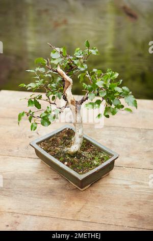 Sauvant un arbre de Hornbeam à moitié mort, un arbre câblé avec un élément en bois mort taillé grossièrement Banque D'Images