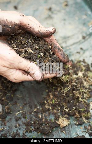 Créer une plantation de roche, préparer le sol, mélanger la mousse de sphagnum avec le sol de céto Banque D'Images