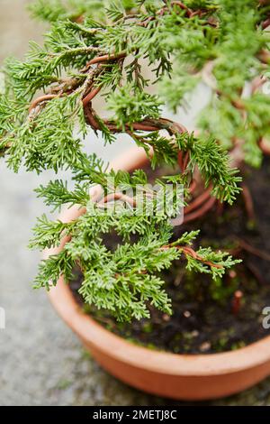 Styling jeune genévrier chinois (Juniperus chinensis), façonnant des pousses secondaires Banque D'Images