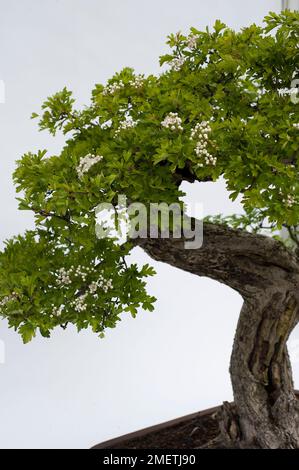 L'aubépine, Crataegus monogyna Banque D'Images